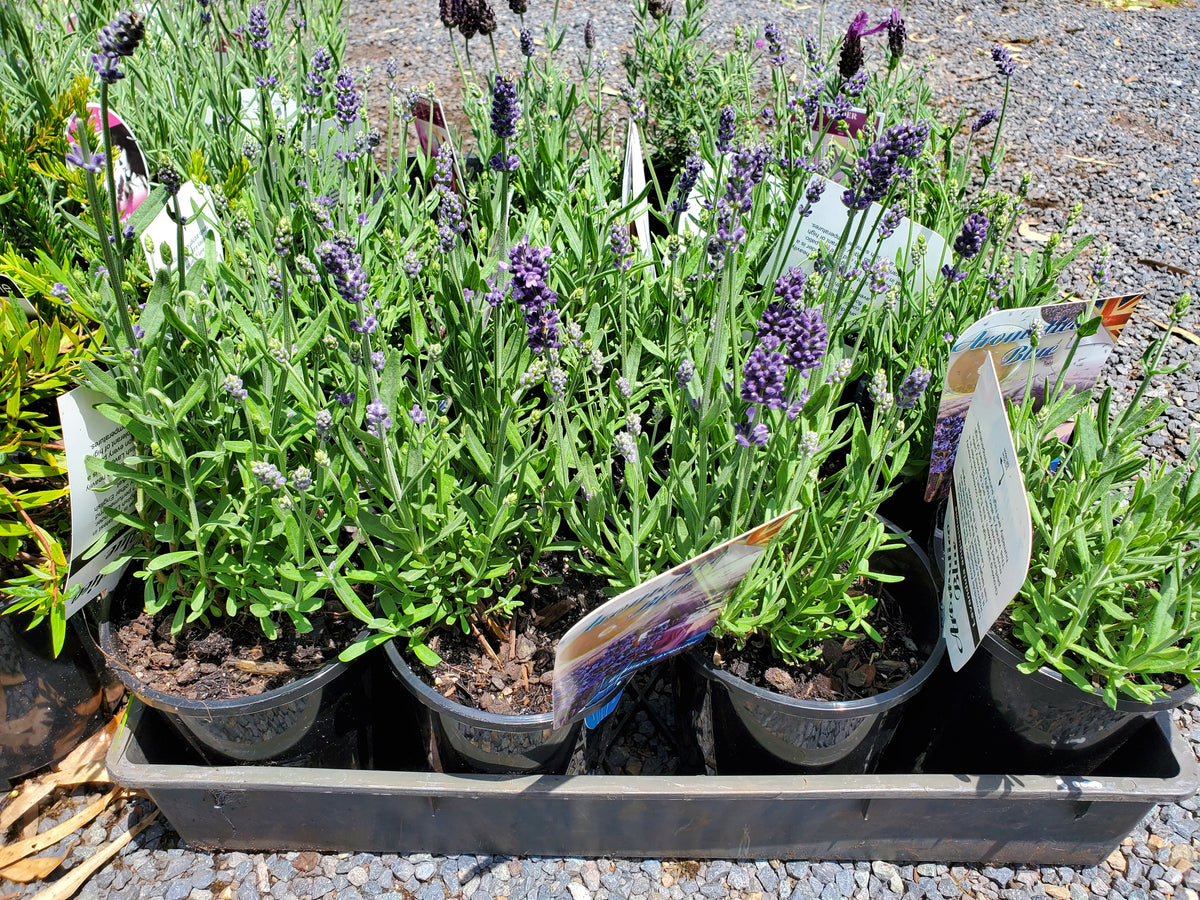 English Lavender. Special listing for local customers. Pick up only