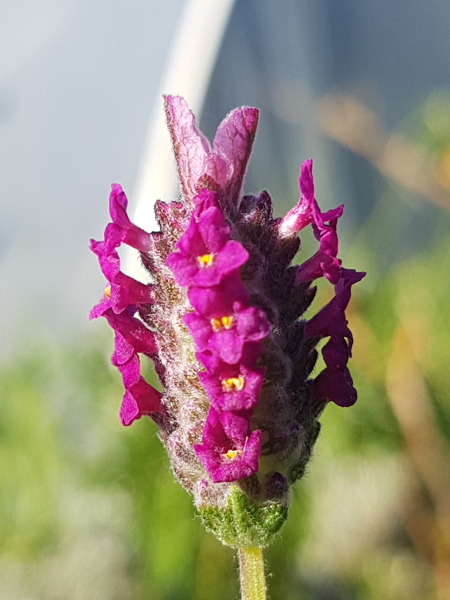 Kew Red Lavender (Lavandula stoechas) Magenta in Advanced Pot