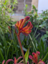 Load image into Gallery viewer, Bush Blitz Kangaroo Paw