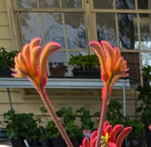 Load image into Gallery viewer, Bush Blitz Kangaroo Paw
