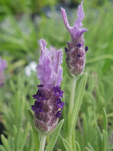 Load image into Gallery viewer, Lavender Lace (Lavandula 'hybrid') Purple and Lilac