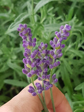Load image into Gallery viewer, Hidcote Lavender (Lavandula angustifolia) Deep Violet