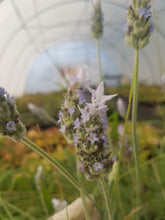 Load image into Gallery viewer, Paleface French Lavender (Lavandula dentata) Light Purple