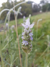 Load image into Gallery viewer, Paleface French Lavender (Lavandula dentata) Light Purple