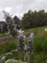Load image into Gallery viewer, Paleface French Lavender (Lavandula dentata) Light Purple
