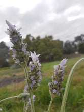 Load image into Gallery viewer, Paleface French Lavender (Lavandula dentata) Light Purple