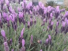 Load image into Gallery viewer, Avonview Lavender (Lavandula 'hybrid') Purple