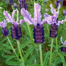 Load image into Gallery viewer, Lavender Lace (Lavandula 'hybrid') Purple and Lilac