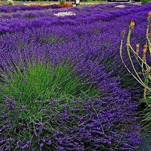 Load image into Gallery viewer, Hidcote Lavender (Lavandula angustifolia) Deep Violet