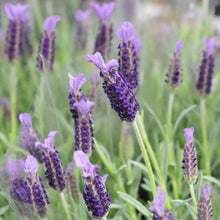 Load image into Gallery viewer, Avonview Lavender (Lavandula 'hybrid') Purple